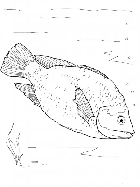 Red Tilapia coloring page image