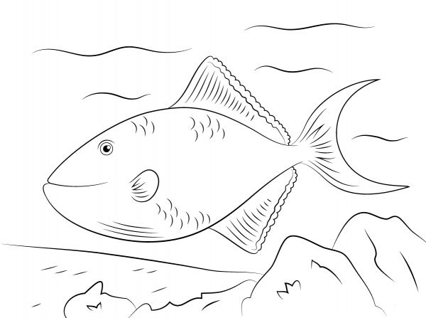 Red-toothed Triggerfish coloring page image