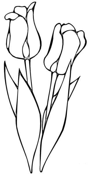Red Tulips  coloring page image