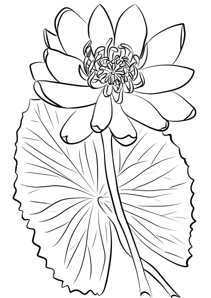 Red Water Lily coloring page image