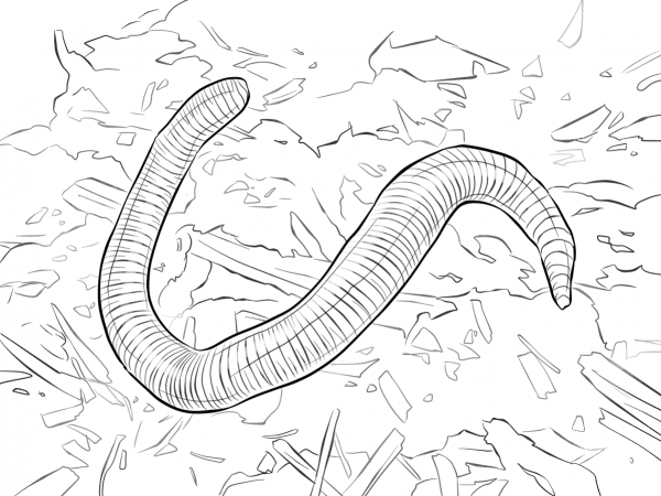 Red Wiggler Worm coloring page image