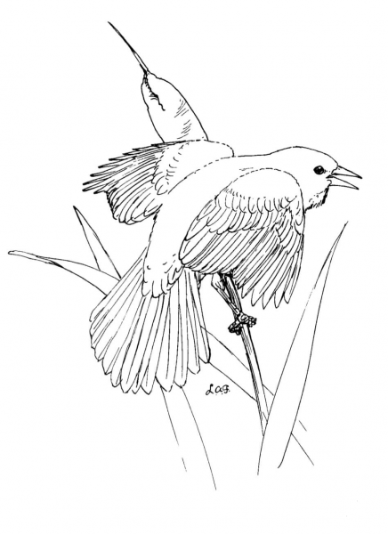Red Winged Blackbird coloring page image