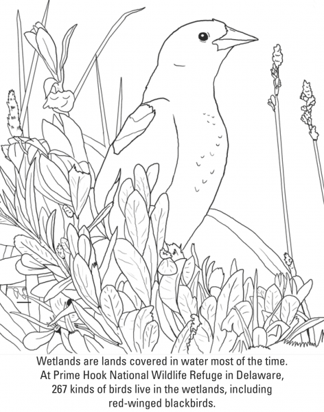 Red-winged Blackbird coloring page image