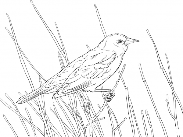 Red Winged Blackbird Perched on a Branch coloring page image