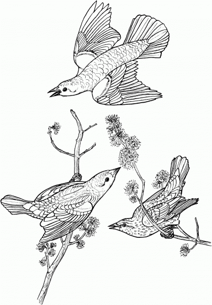 Red Winged Blackbirds coloring page image