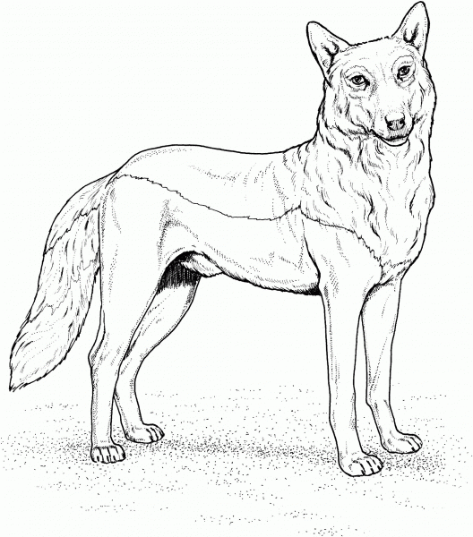 Red Wolf coloring page image