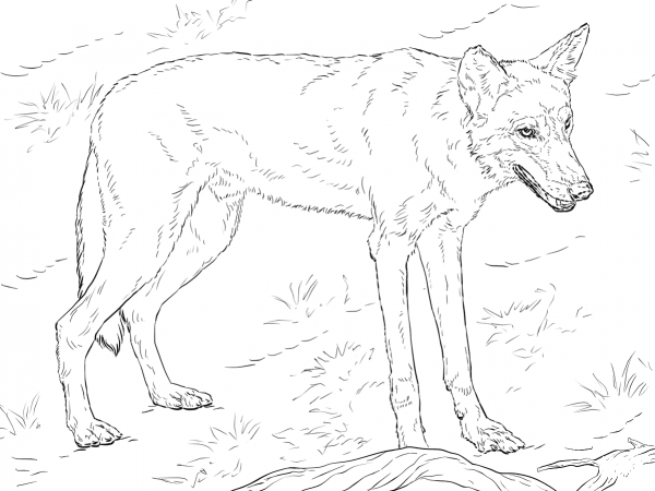 Red Wolf coloring page image