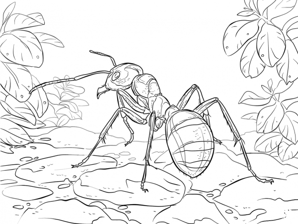 Red Wood Ant coloring page image
