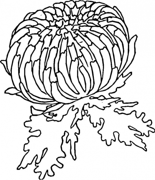 Red Zinnia  coloring page image