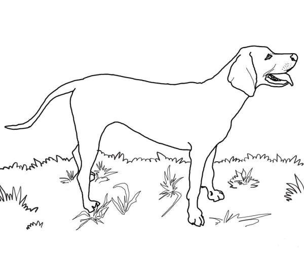 Redbone Coonhound coloring page image