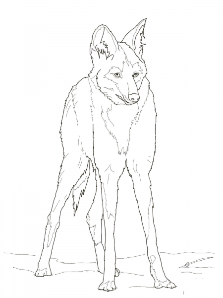 Reddish Maned Wolf coloring page image