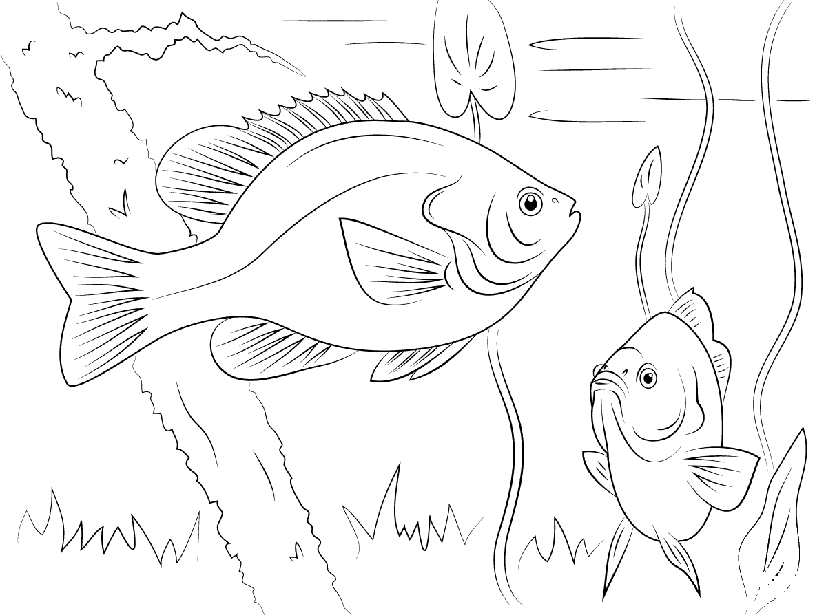 Redear Sunfish coloring page ColouringPages