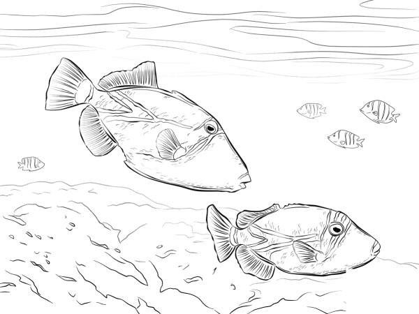 Reef Triggerfish coloring page image