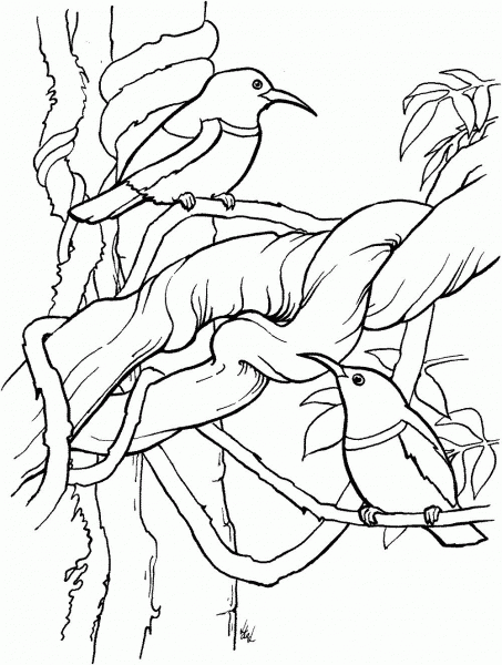 Regal Sunbird coloring page image