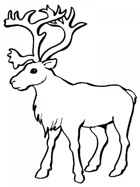 Reindeer Caribou coloring page image