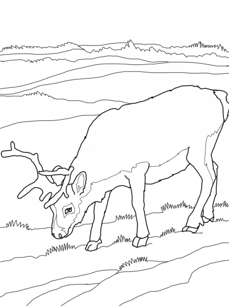 Reindeer coloring page image