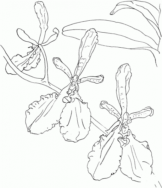 Renanthera Imschootiana Orchid coloring page image