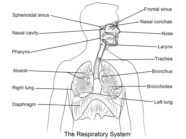 Respiratory System coloring page image