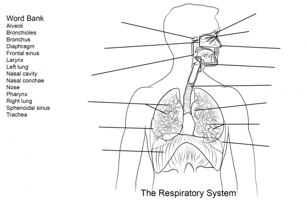 Respiratory System Worksheet coloring page image