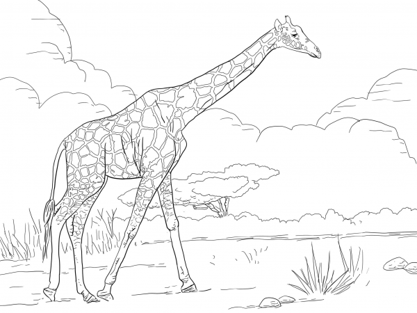 Reticulated Giraffe coloring page image