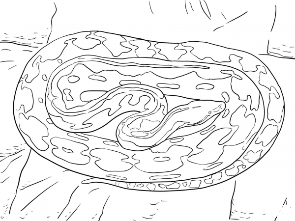 Reticulated Python coloring page image