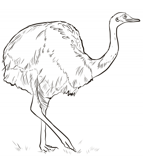 Rhea Bird  coloring page image