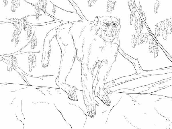 Rhesus Macaque coloring page image