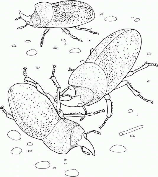 Rhinoceros Beetles coloring page image
