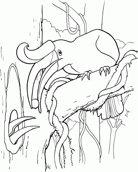 Rhinoceros Hornbill with Chick coloring page image