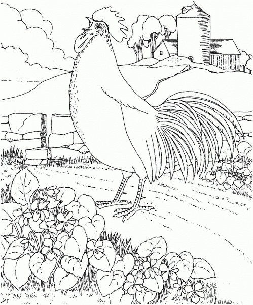 Rhode Island Red and Violet coloring page image