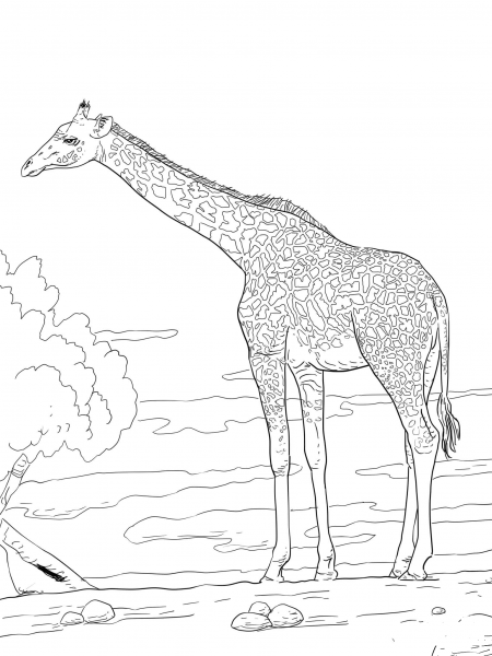 Rhodesian Giraffe coloring page image