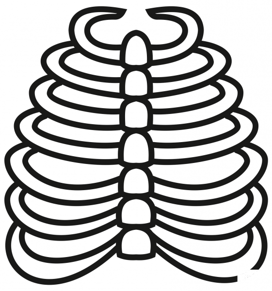 Rib Cage coloring page image
