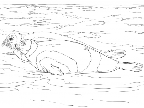 Ribbon Seals coloring page image