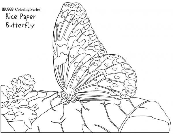 Rice Paper Butterfly coloring page image