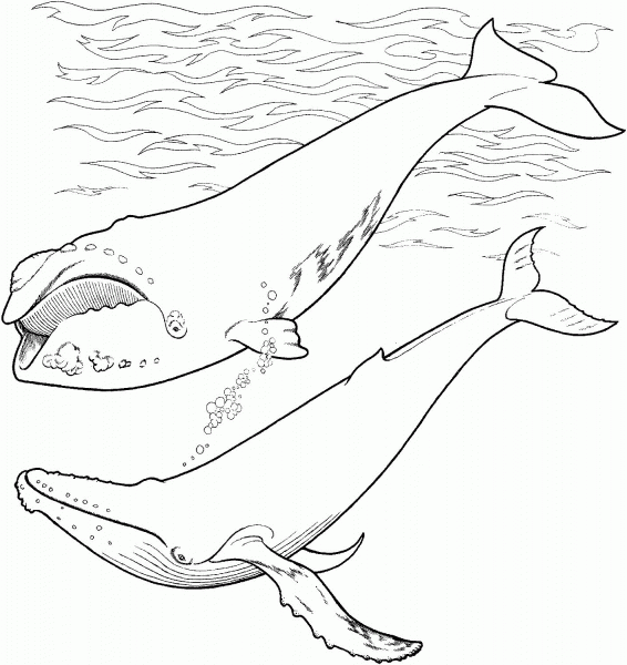 Right Whale and Humpback Whale In The Ocean coloring page image