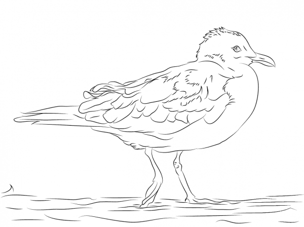 Ring-billed Gull  coloring page image