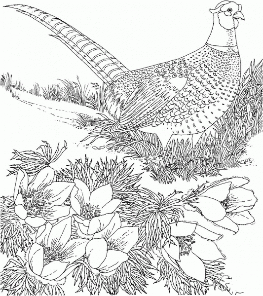 Ring-necked Pheasant and American Pasque South Dakota Bird and Flower coloring page image