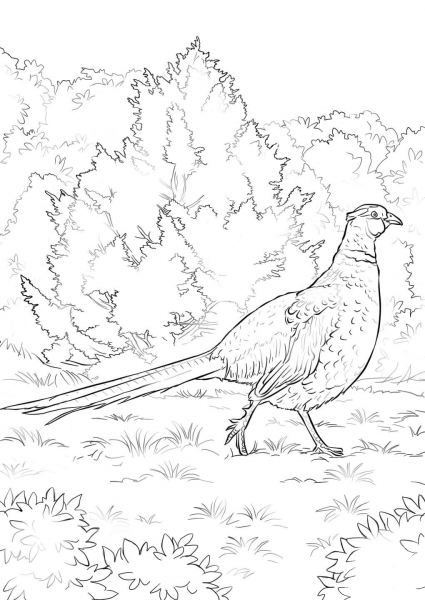 Ring Necked Pheasant coloring page image