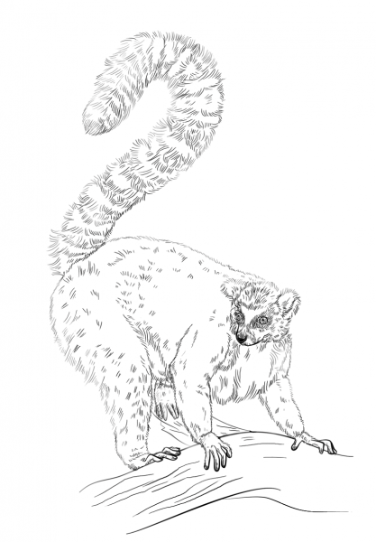 Ring-tailed Lemur coloring page image