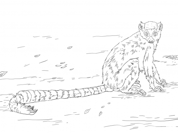 Ring Tailed Lemur coloring page image