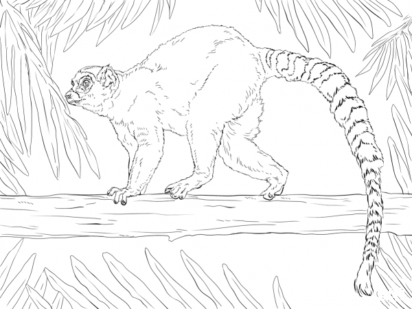 Ring-tailed lemur coloring page image