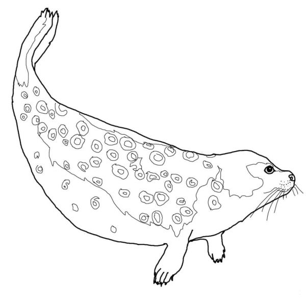 Ringed Seal coloring page image