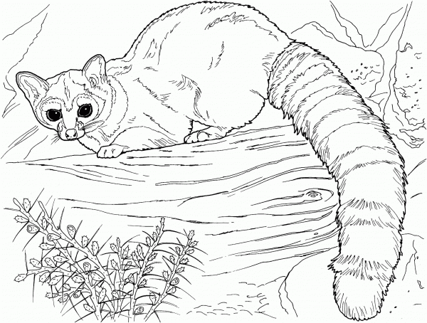 Ringtail Cat coloring page image