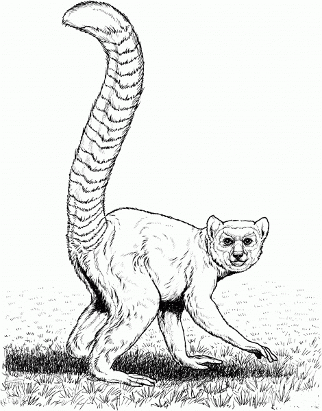 Ringtail coloring page image