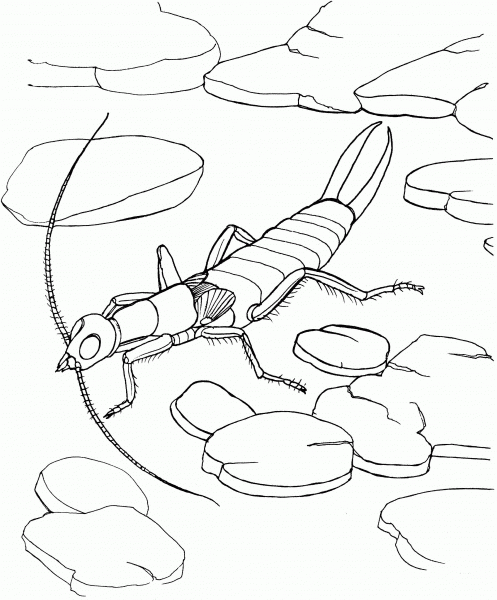 Riparian Earwig coloring page image