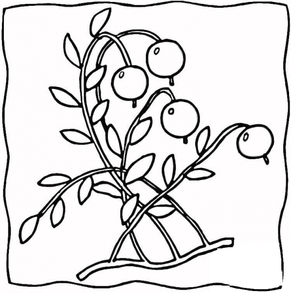 Ripe Cranberries  coloring page image