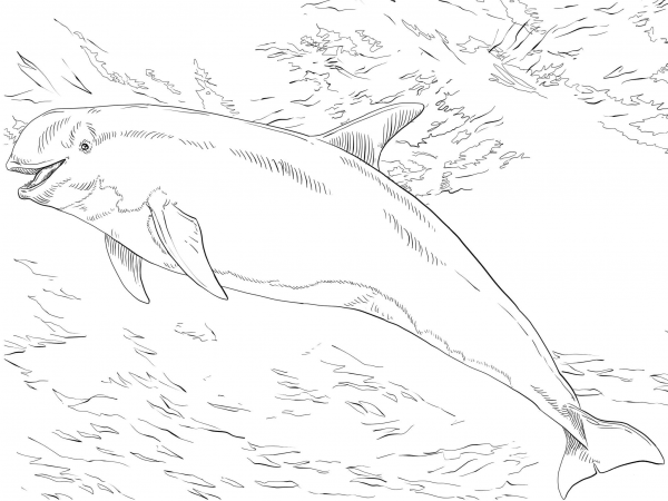 Risso’s Dolphin coloring page image