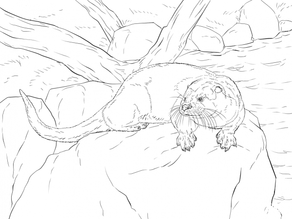 River Otter coloring page image