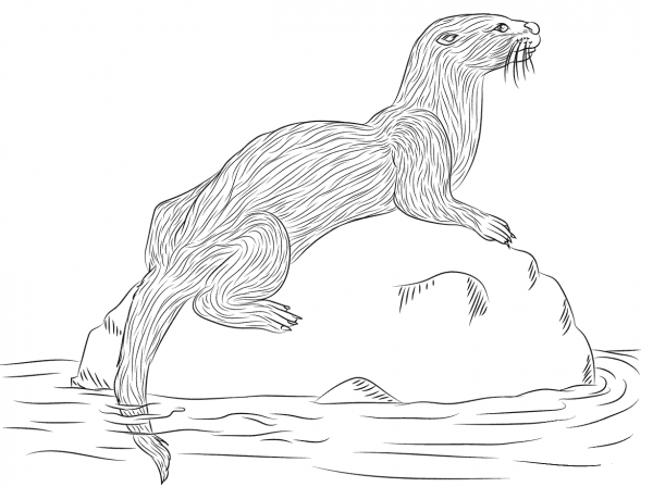 River Otter  coloring page image