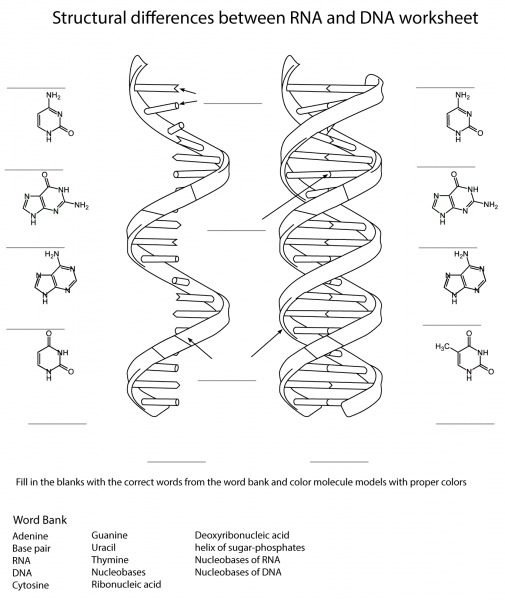 RNA and DNA Worksheet coloring page image